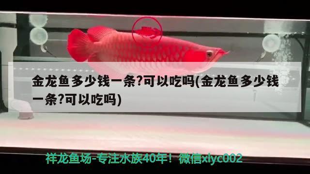 金龍魚多少錢一條?可以吃嗎(金龍魚多少錢一條?可以吃嗎) 觀賞魚