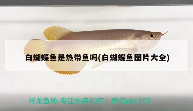 白蝴蝶魚是熱帶魚嗎(白蝴蝶魚圖片大全)