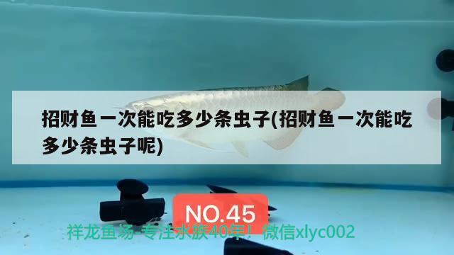 招財(cái)魚一次能吃多少條蟲子(招財(cái)魚一次能吃多少條蟲子呢)