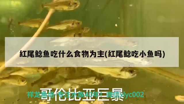 紅尾鯰魚吃什么食物為主(紅尾鯰吃小魚嗎)