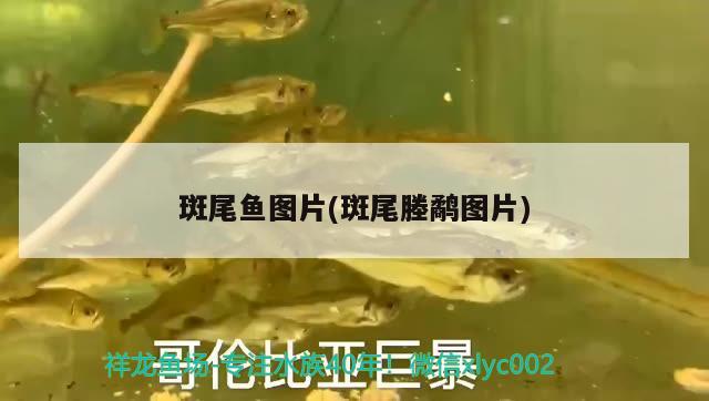 斑尾魚圖片(斑尾塍鷸圖片) 觀賞魚