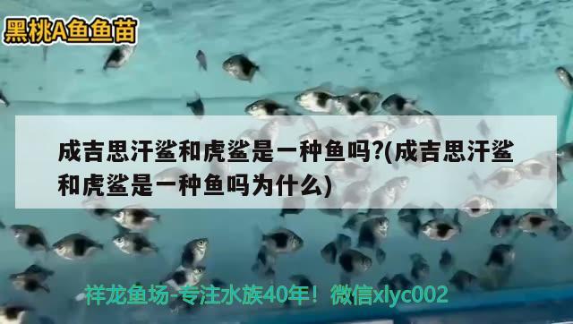 成吉思汗鯊和虎鯊是一種魚嗎?(成吉思汗鯊和虎鯊是一種魚嗎為什么) 成吉思汗鯊（球鯊）魚