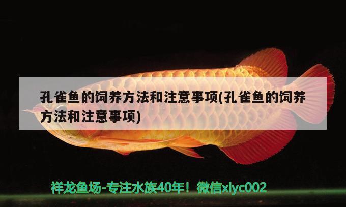 孔雀魚(yú)的飼養(yǎng)方法和注意事項(xiàng)(孔雀魚(yú)的飼養(yǎng)方法和注意事項(xiàng)) 觀賞魚(yú)