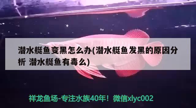 潛水艇魚變黑怎么辦(潛水艇魚發(fā)黑的原因分析潛水艇魚有毒么)