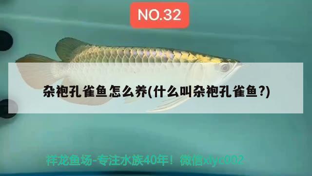 雜袍孔雀魚怎么養(yǎng)(什么叫雜袍孔雀魚?) 觀賞魚