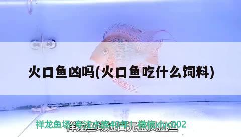 火口魚兇嗎(火口魚吃什么飼料)