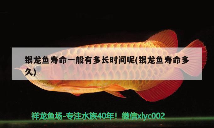 銀龍魚(yú)壽命一般有多長(zhǎng)時(shí)間呢(銀龍魚(yú)壽命多久)