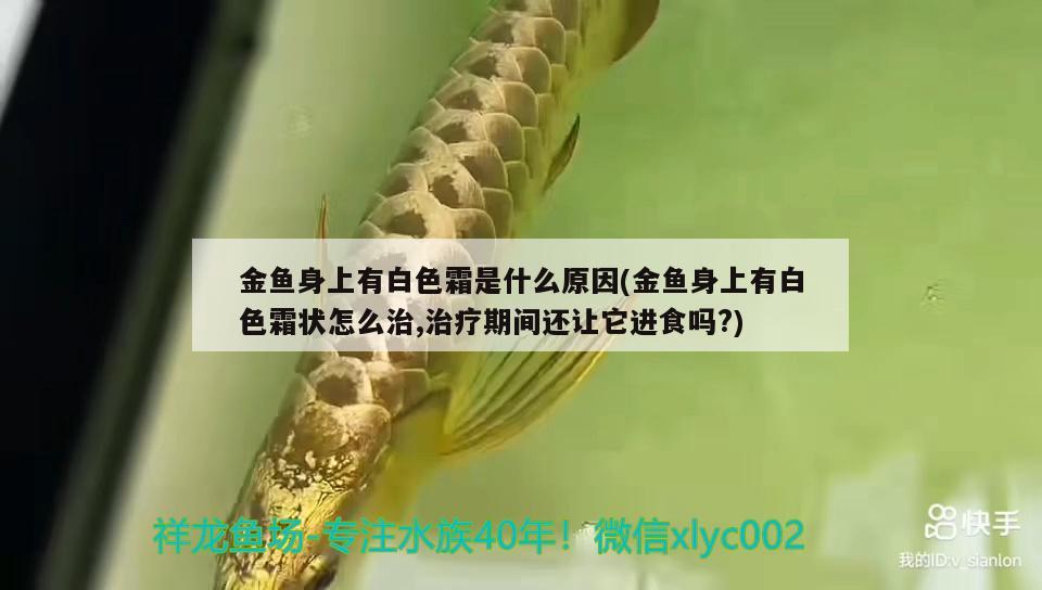 金魚身上有白色霜是什么原因(金魚身上有白色霜狀怎么治,治療期間還讓它進食嗎?) 觀賞魚