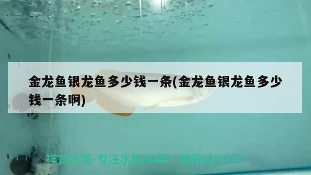 金龍魚銀龍魚多少錢一條(金龍魚銀龍魚多少錢一條啊) 銀龍魚