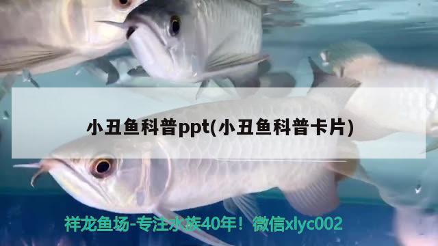 小丑魚科普ppt(小丑魚科普卡片) 海水魚