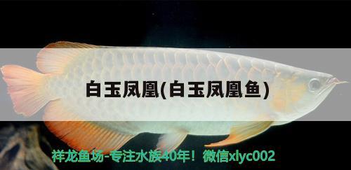 白玉鳳凰(白玉鳳凰魚)