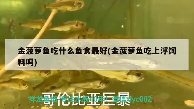 金菠蘿魚吃什么魚食最好(金菠蘿魚吃上浮飼料嗎)