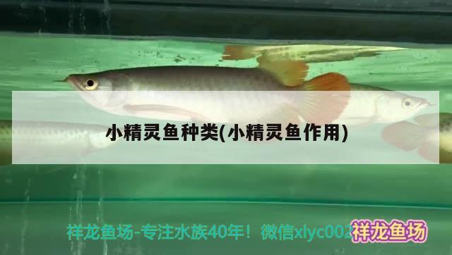 小精靈魚(yú)種類(小精靈魚(yú)作用) 觀賞魚(yú)