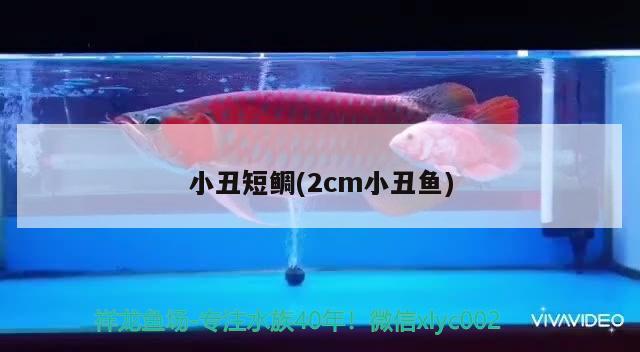 小丑短鯛(2cm小丑魚)