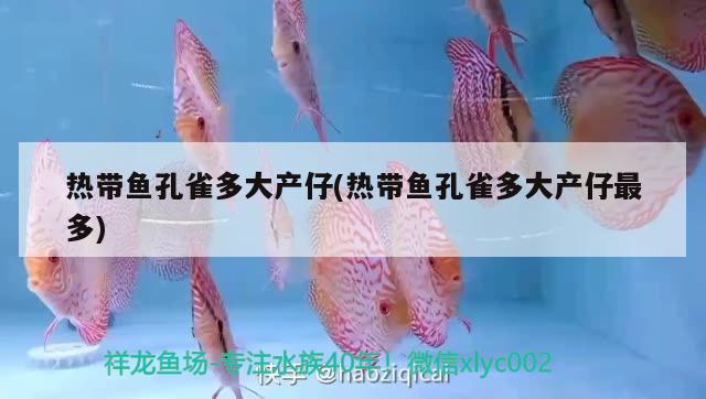 熱帶魚孔雀多大產(chǎn)仔(熱帶魚孔雀多大產(chǎn)仔最多) 觀賞魚