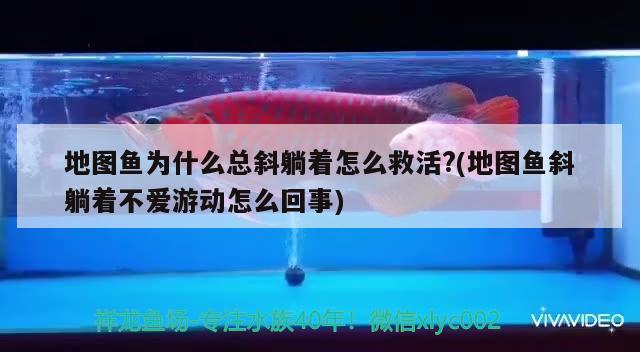 地圖魚為什么總斜躺著怎么救活?(地圖魚斜躺著不愛游動(dòng)怎么回事)