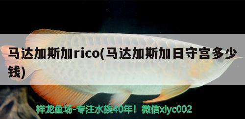 馬達(dá)加斯加rico(馬達(dá)加斯加日守宮多少錢) 觀賞魚