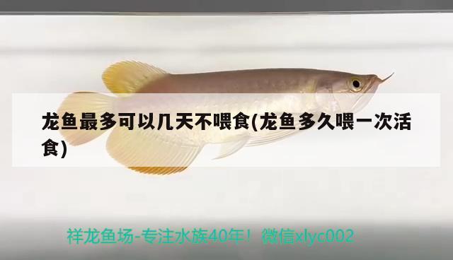 龍魚(yú)最多可以幾天不喂食(龍魚(yú)多久喂一次活食)