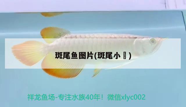 斑尾魚圖片(斑尾小鲃)