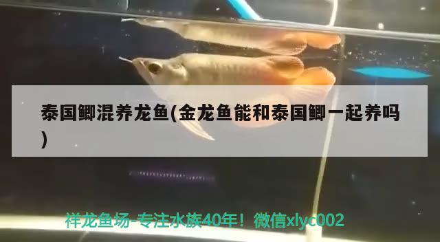 泰國鯽混養(yǎng)龍魚(金龍魚能和泰國鯽一起養(yǎng)嗎) 其它水族用具設(shè)備