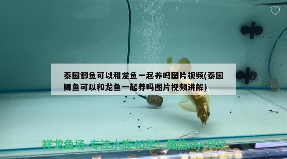 泰國鯽魚可以和龍魚一起養(yǎng)嗎圖片視頻(泰國鯽魚可以和龍魚一起養(yǎng)嗎圖片視頻講解) 魚糧魚藥