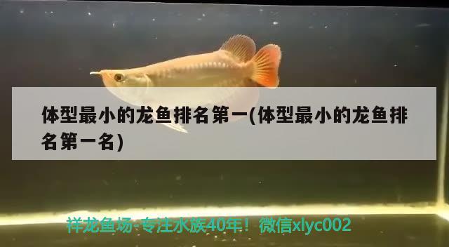 體型最小的龍魚排名第一(體型最小的龍魚排名第一名)