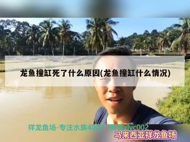 龍魚撞缸死了什么原因(龍魚撞缸什么情況)