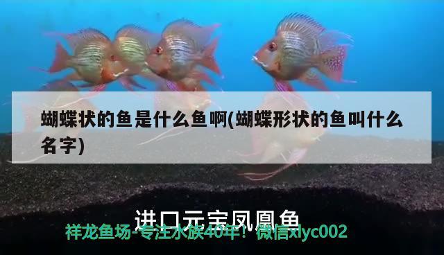 蝴蝶狀的魚是什么魚啊(蝴蝶形狀的魚叫什么名字) 蝴蝶鯉