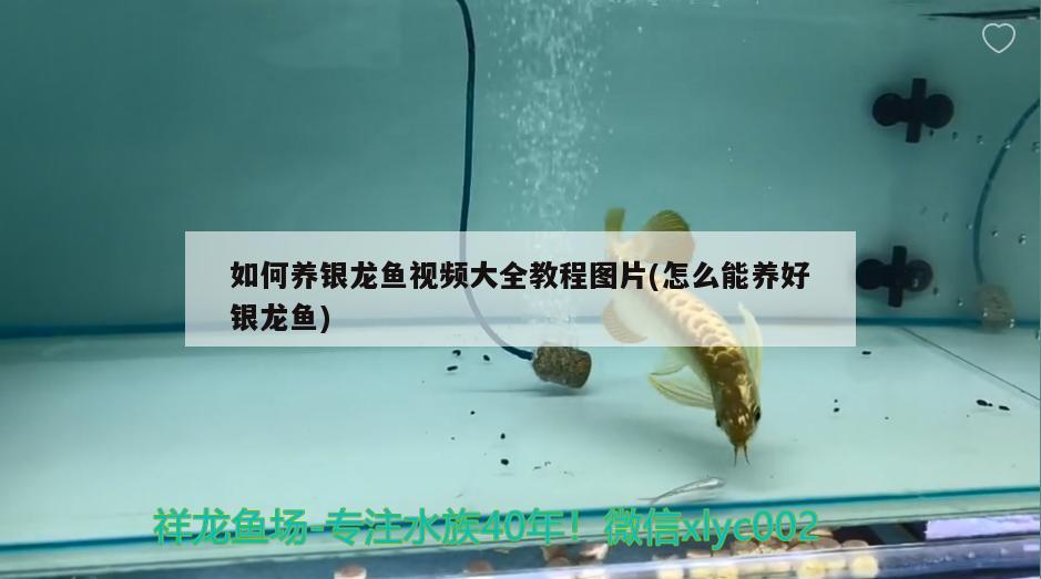 如何養(yǎng)銀龍魚視頻大全教程圖片(怎么能養(yǎng)好銀龍魚)