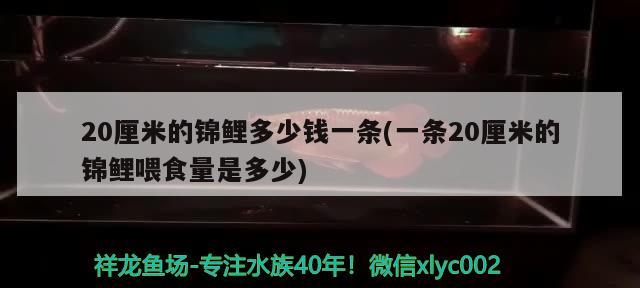 20厘米的錦鯉多少錢一條(一條20厘米的錦鯉喂食量是多少) 觀賞魚