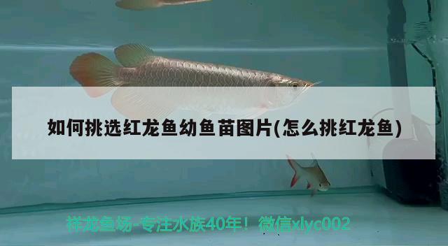 如何挑選紅龍魚幼魚苗圖片(怎么挑紅龍魚)