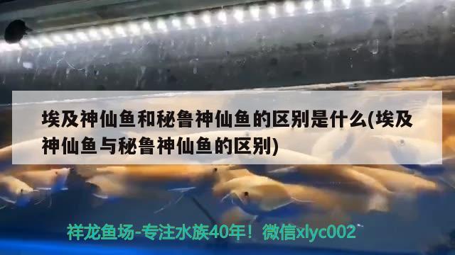 埃及神仙魚和秘魯神仙魚的區(qū)別是什么(埃及神仙魚與秘魯神仙魚的區(qū)別) 埃及神仙魚