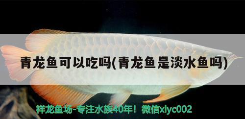 青龍魚可以吃嗎(青龍魚是淡水魚嗎)