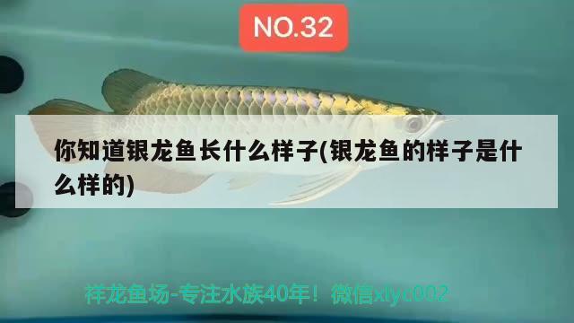 你知道銀龍魚長(zhǎng)什么樣子(銀龍魚的樣子是什么樣的) 銀龍魚