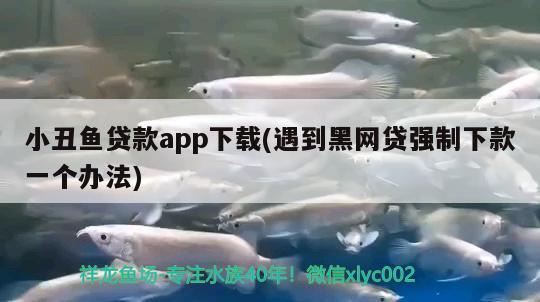 小丑魚貸款app下載(遇到黑網(wǎng)貸強(qiáng)制下款一個(gè)辦法) 海水魚 第2張