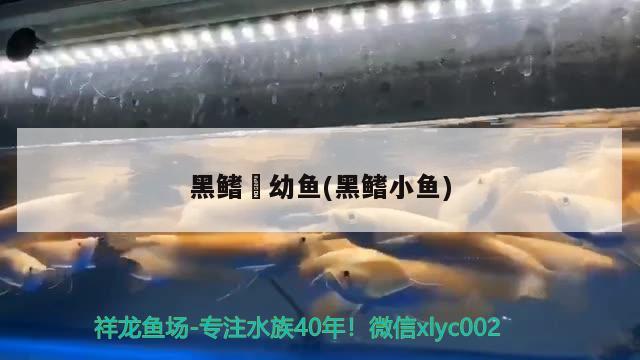 黑鰭鳈幼魚(黑鰭小魚) 觀賞魚