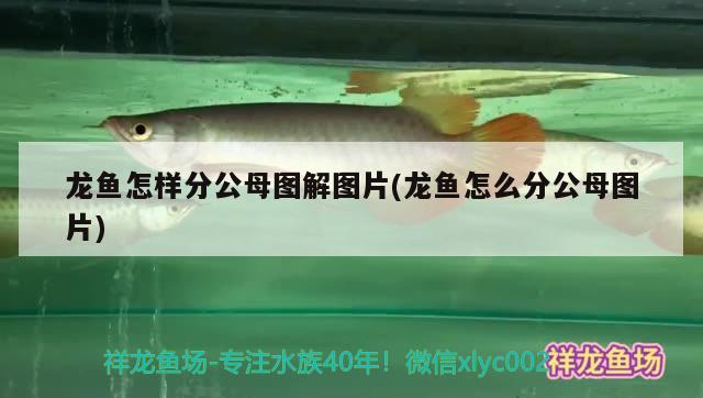 龍魚怎樣分公母圖解圖片(龍魚怎么分公母圖片) 祥龍超血紅龍魚