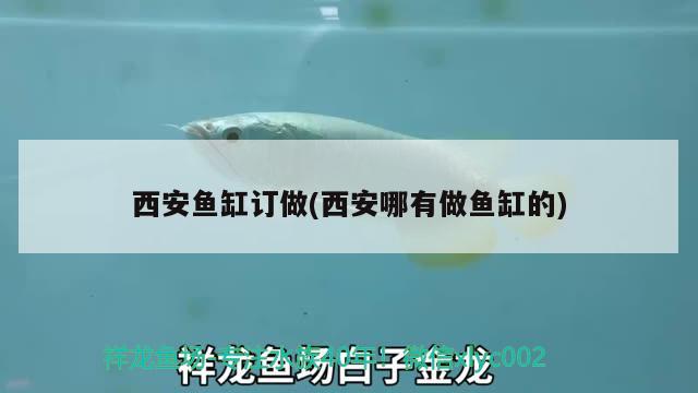 西安魚缸訂做(西安哪有做魚缸的)