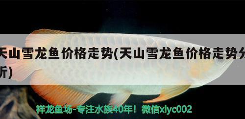 天山雪龍魚價(jià)格走勢(shì)(天山雪龍魚價(jià)格走勢(shì)分析) 泰國斗魚