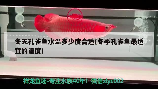 冬天孔雀魚水溫多少度合適(冬季孔雀魚最適宜的溫度)