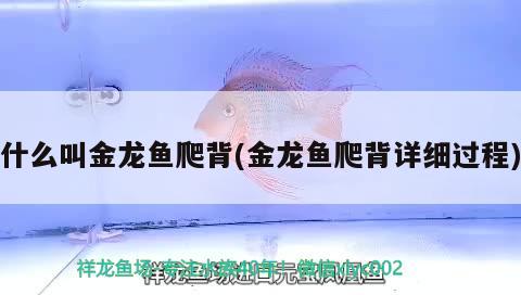 什么叫金龍魚爬背(金龍魚爬背詳細過程)