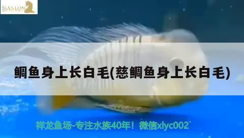 鯛魚身上長白毛(慈鯛魚身上長白毛) 觀賞魚