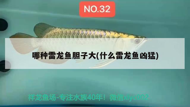 哪種雷龍魚膽子大(什么雷龍魚兇猛) 泰國(guó)斗魚