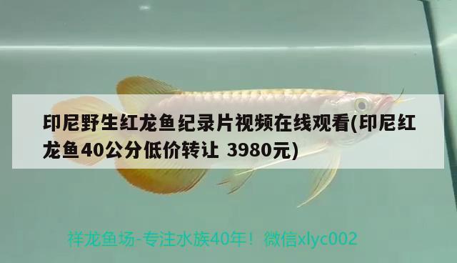 印尼野生紅龍魚(yú)紀(jì)錄片視頻在線觀看(印尼紅龍魚(yú)40公分低價(jià)轉(zhuǎn)讓3980元) 印尼紅龍魚(yú)