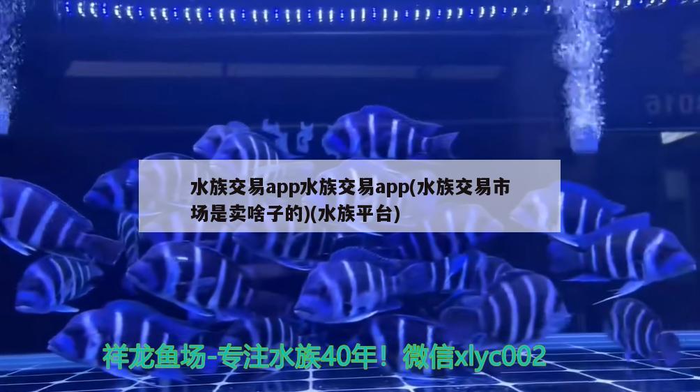 水族交易app水族交易app(水族交易市場是賣啥子的)(水族平臺)