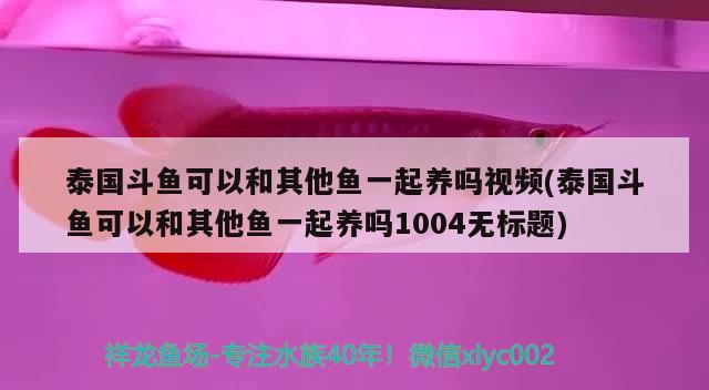 泰國斗魚可以和其他魚一起養(yǎng)嗎視頻(泰國斗魚可以和其他魚一起養(yǎng)嗎1004無標(biāo)題)