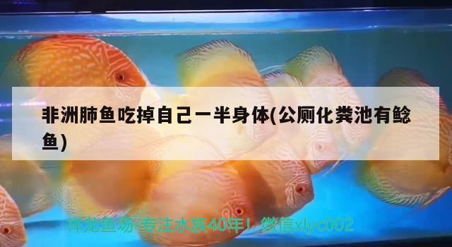 非洲肺魚吃掉自己一半身體(公廁化糞池有鯰魚)