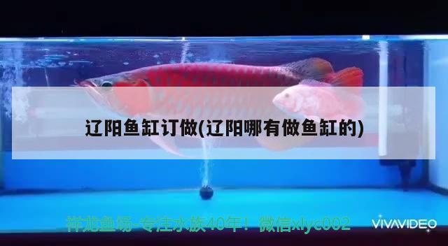 遼陽魚缸訂做(遼陽哪有做魚缸的) 夢(mèng)幻雷龍魚