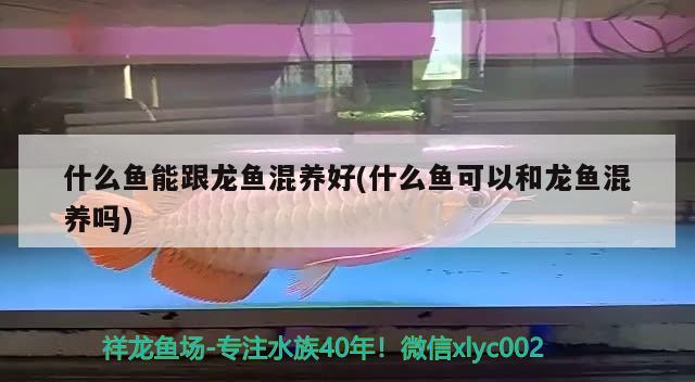 什么魚能跟龍魚混養(yǎng)好(什么魚可以和龍魚混養(yǎng)嗎) 觀賞魚魚苗