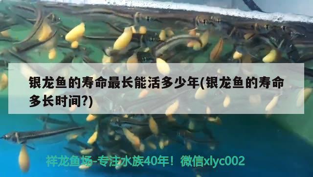 銀龍魚(yú)的壽命最長(zhǎng)能活多少年(銀龍魚(yú)的壽命多長(zhǎng)時(shí)間?)